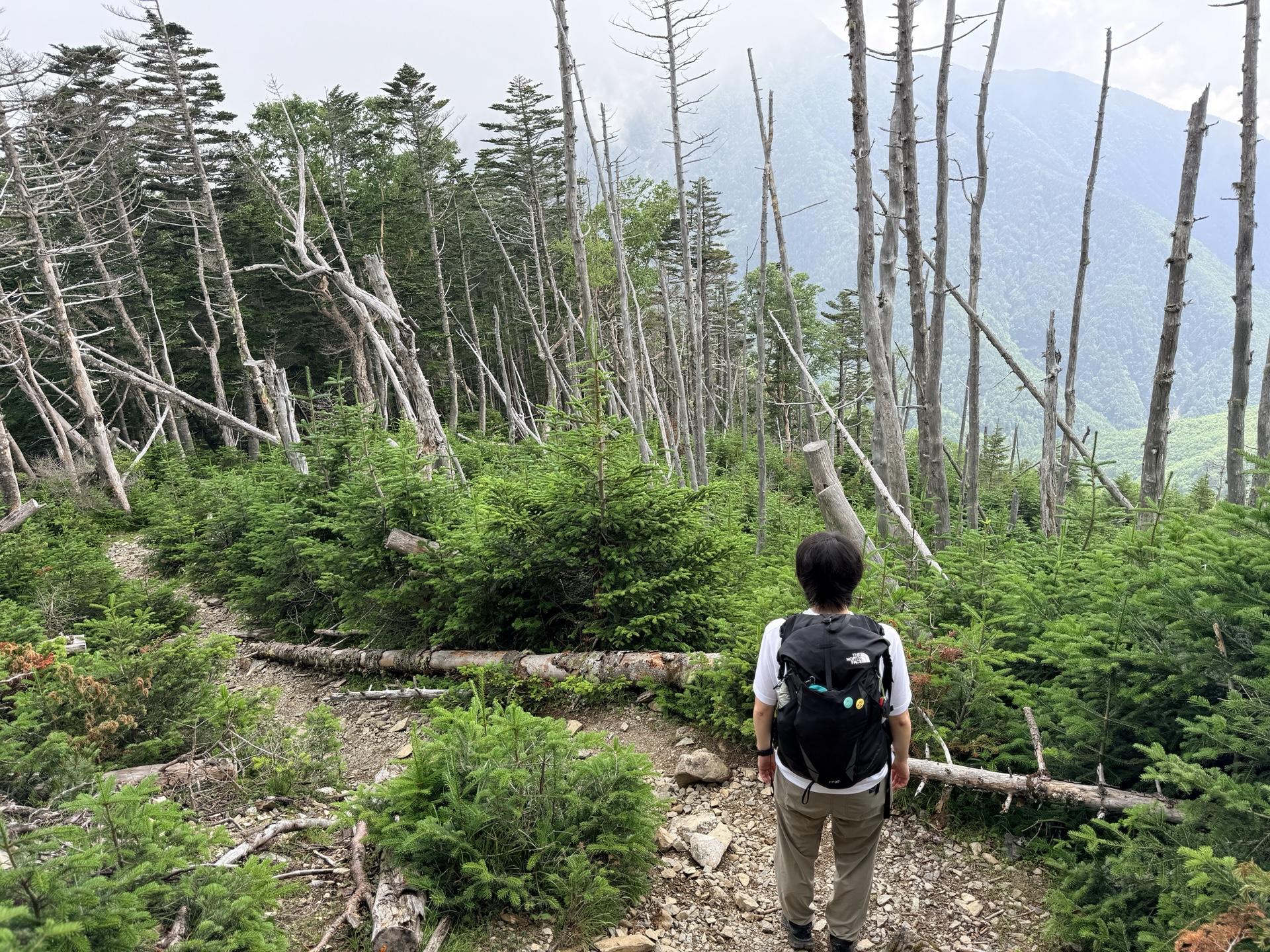 本谷山から少し下った場所 ここから前方には塩見岳が見れるはずだが、やはりガスガス