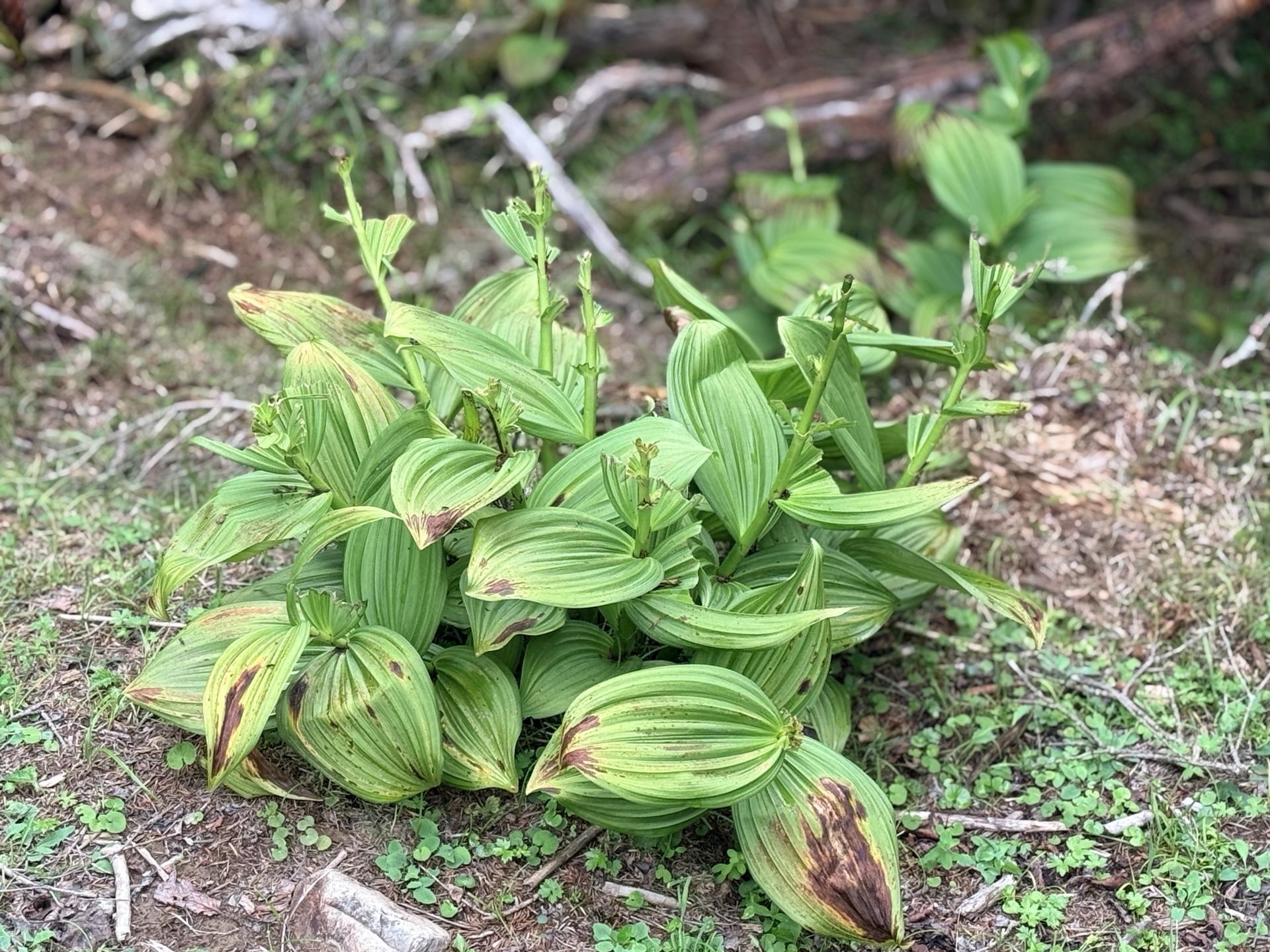 YAMAP🔺には「お花畑」と書かれた場所だけど、あたりの植物は全て鹿の🦌食害によ