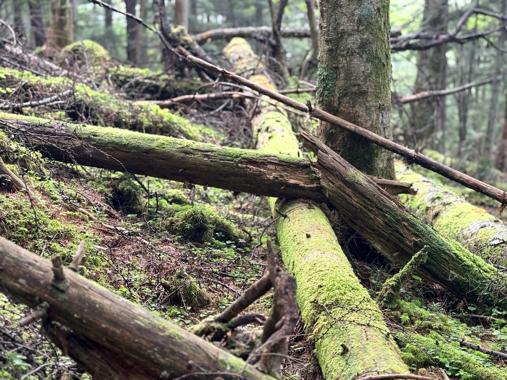 南アルプスらしい苔むした針葉樹の森