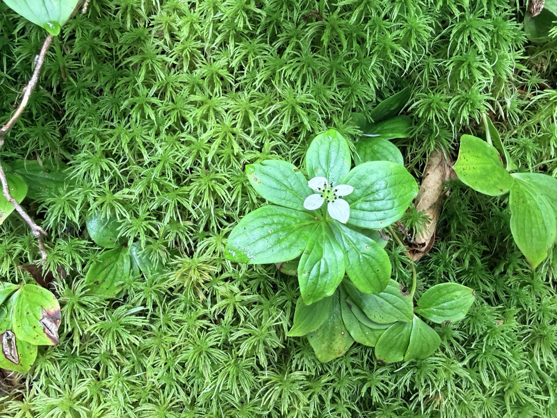 ゴゼンタチバナ