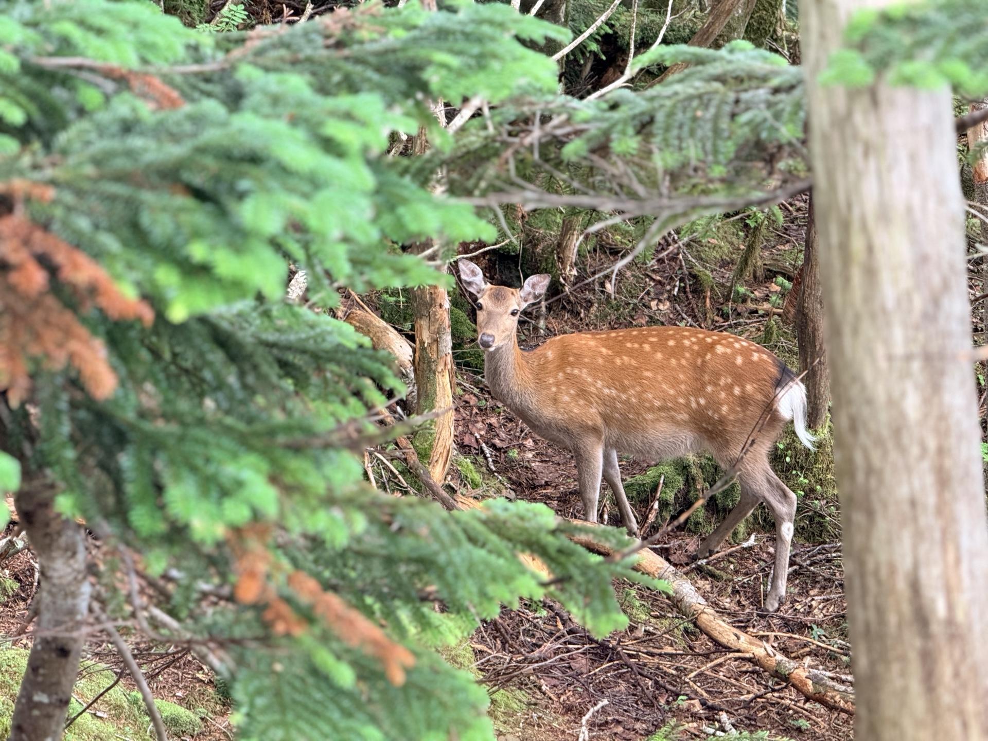 すぐ近くに鹿🦌 この個体以外にもたくさんの鹿に遭遇