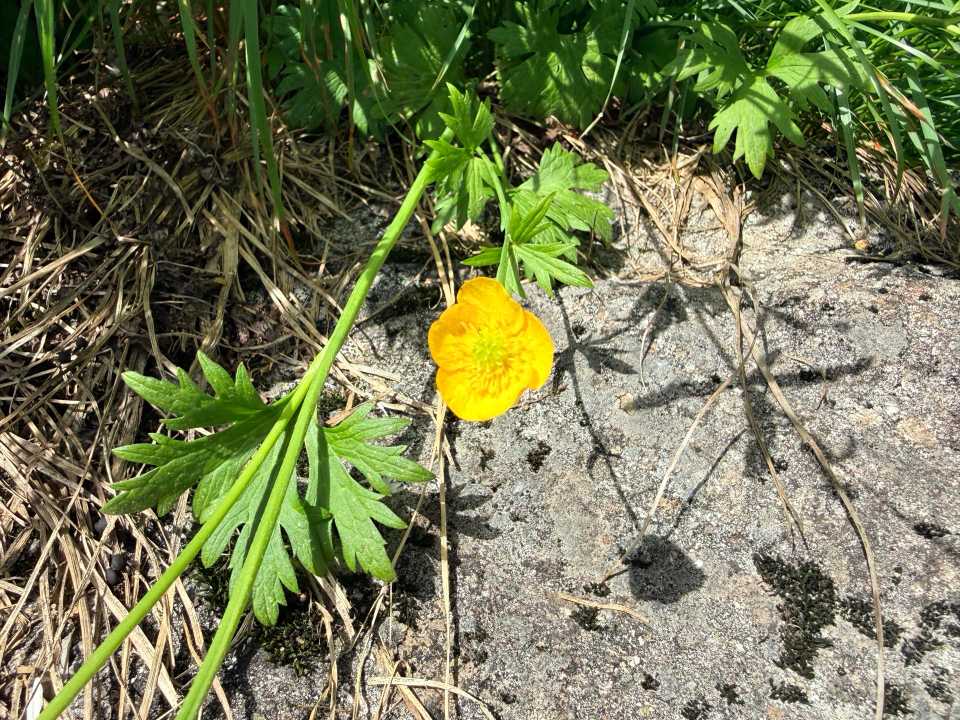 ミヤマキンポウゲ