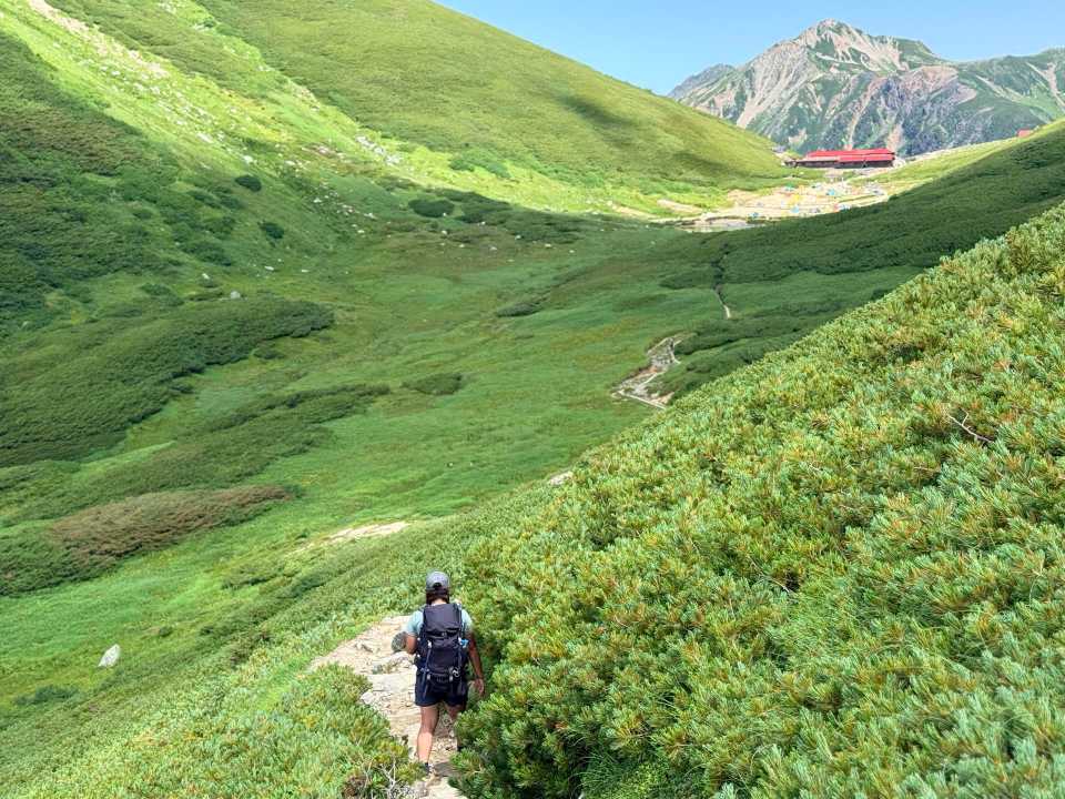 あとはハイマツ帯を進むだけ