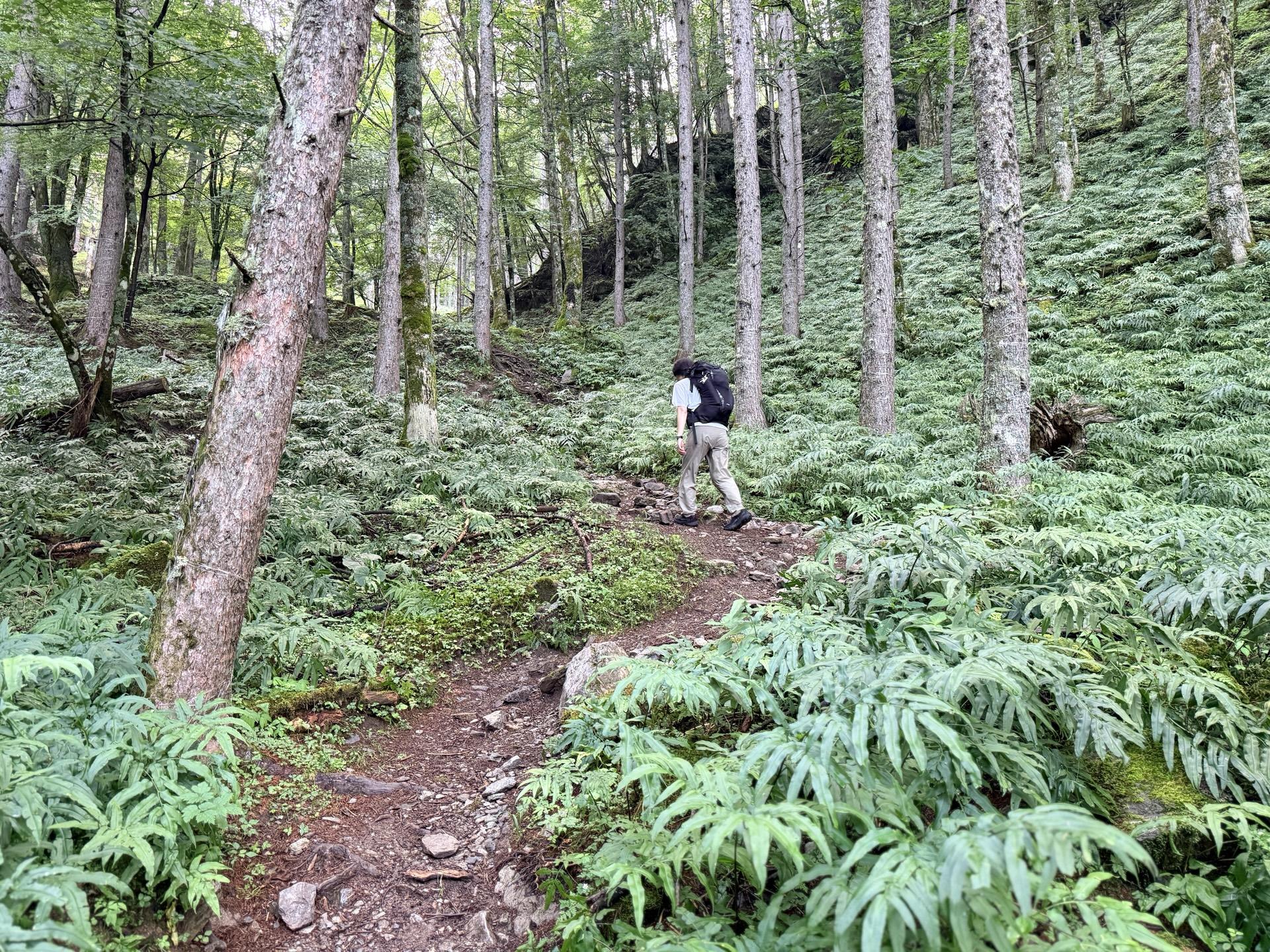 最初は九十九折りの樹林帯をどんどん標高を上げていく