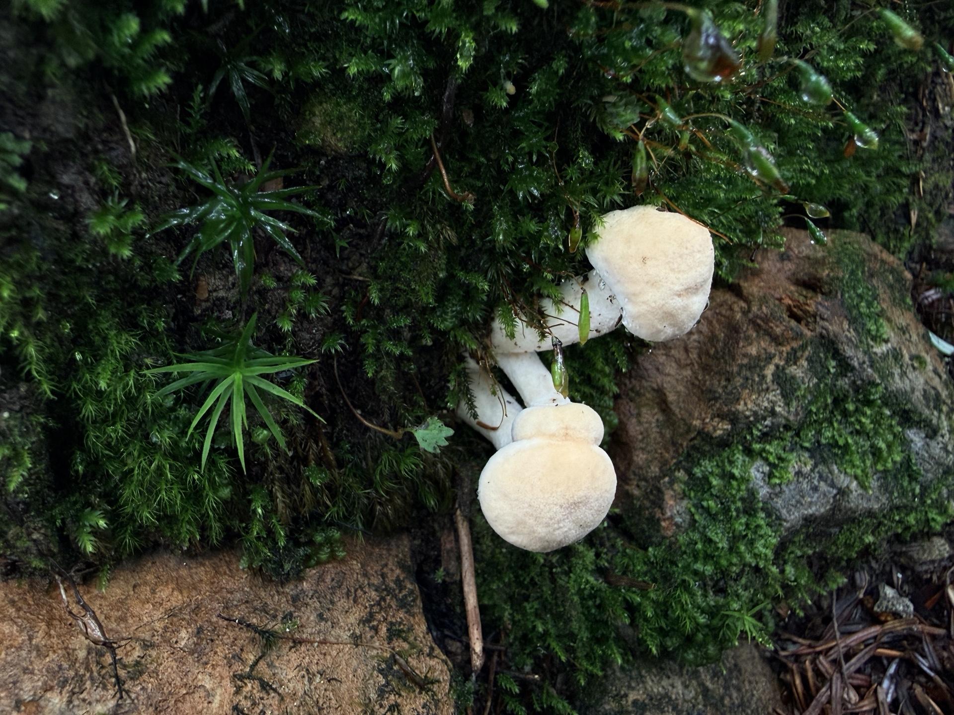 あら、ボクシンググローブみたいなキノコ🍄🟫