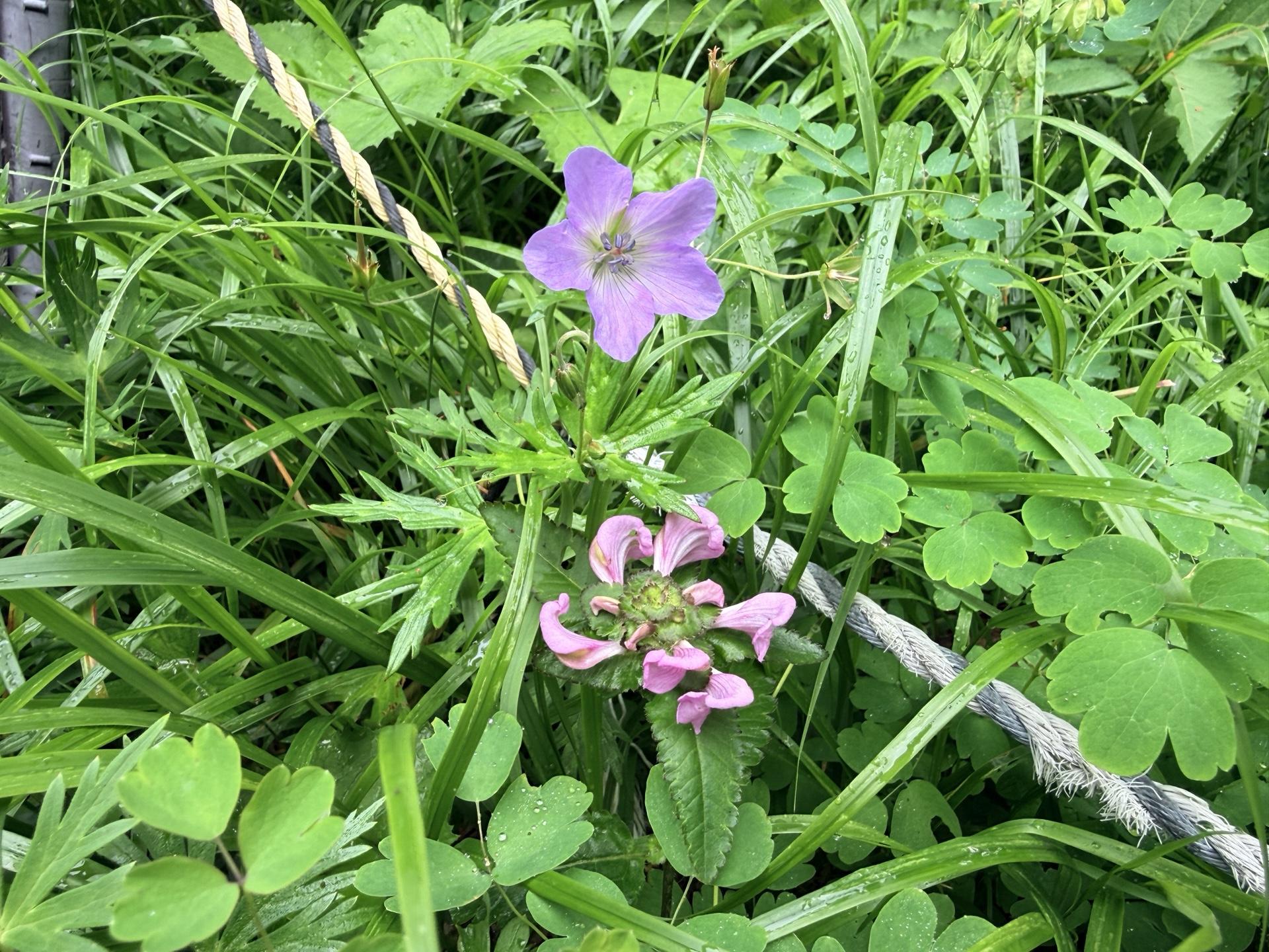 三伏峠小屋の目の前にはハクサンフウロとタカネシオガマが咲いていた