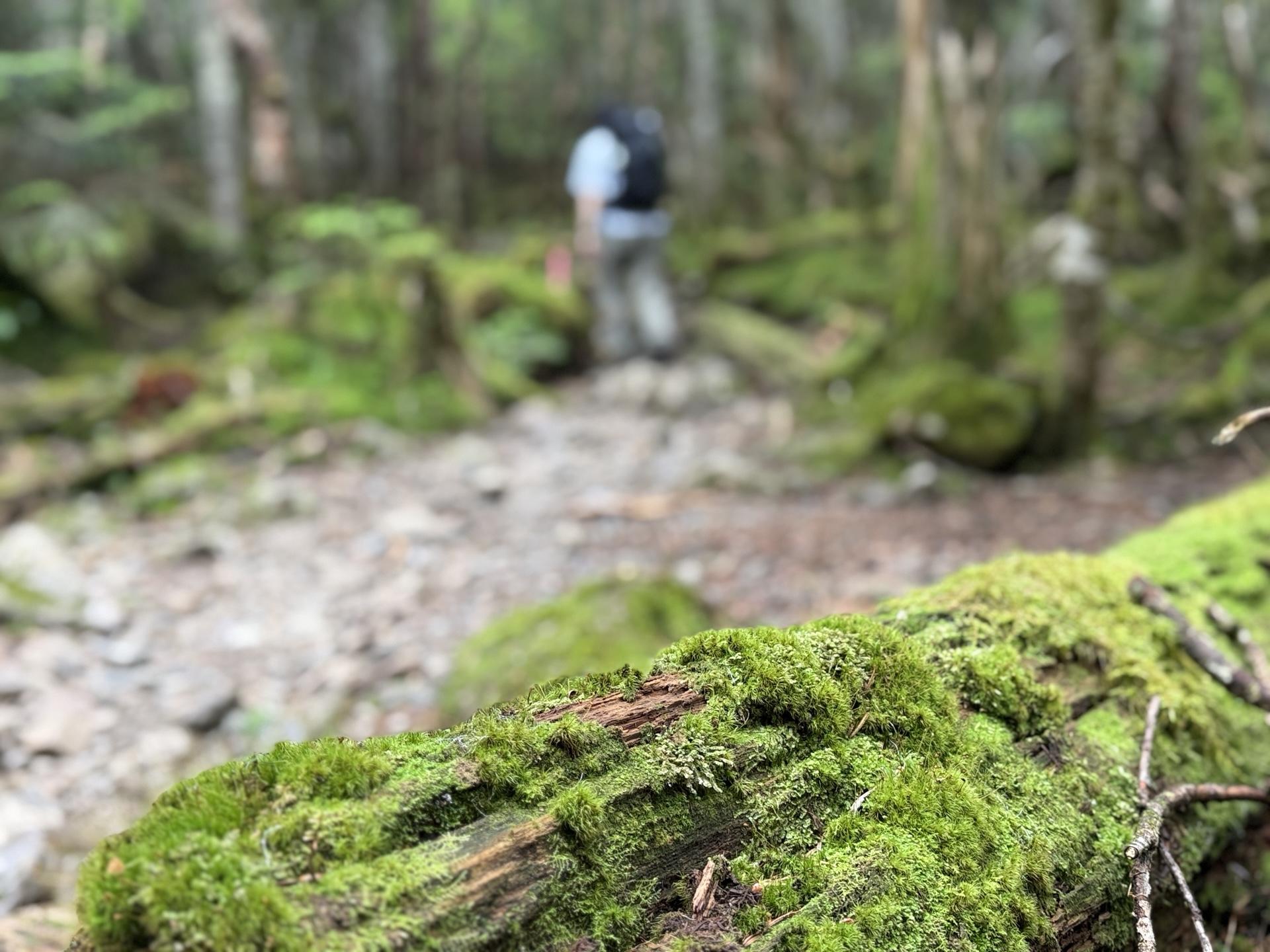 さて、今の看板過ぎると一気に登りが出てくるよ 九十九折りの急登です