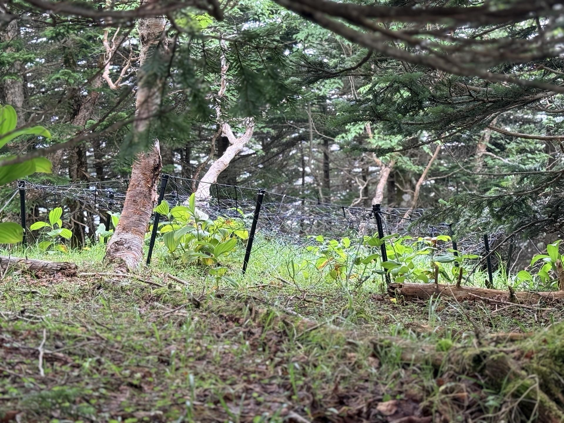 防鹿柵に守られた一部の植物。柵の外との差は歴然です