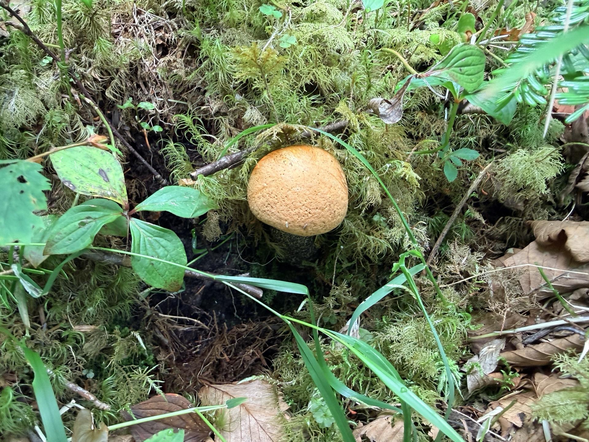 パン🥖みたいな色のキノコ🍄🟫
