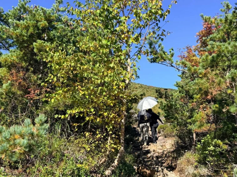 酸ヶ平への登山道で撮影した日傘で登る