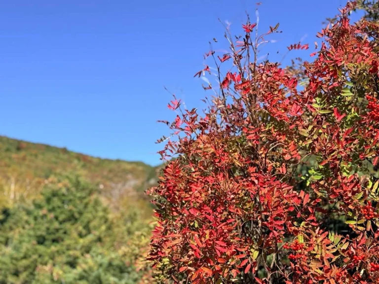 酸ヶ平への登山道で撮影した紅葉の山道