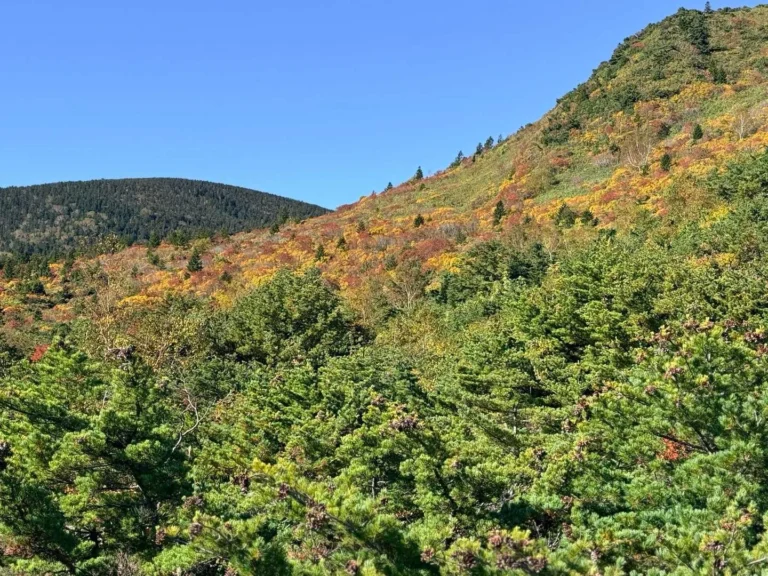 酸ヶ平への登山道で撮影した斜面に広がる秋色