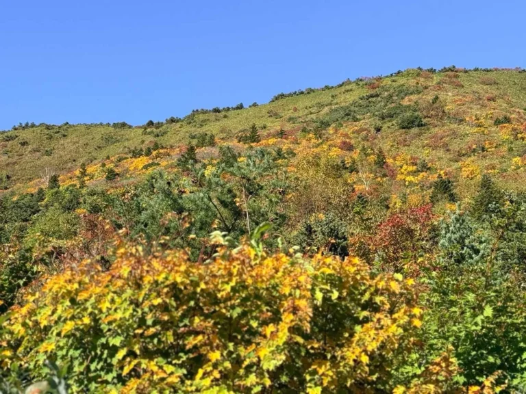 酸ヶ平への登山道で撮影した紅葉の斜面
