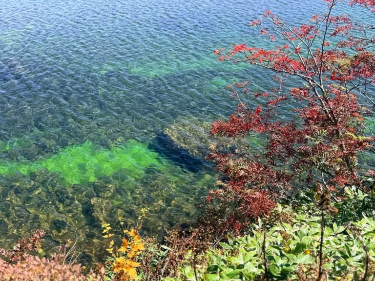 鎌沼で撮影した水辺の苔