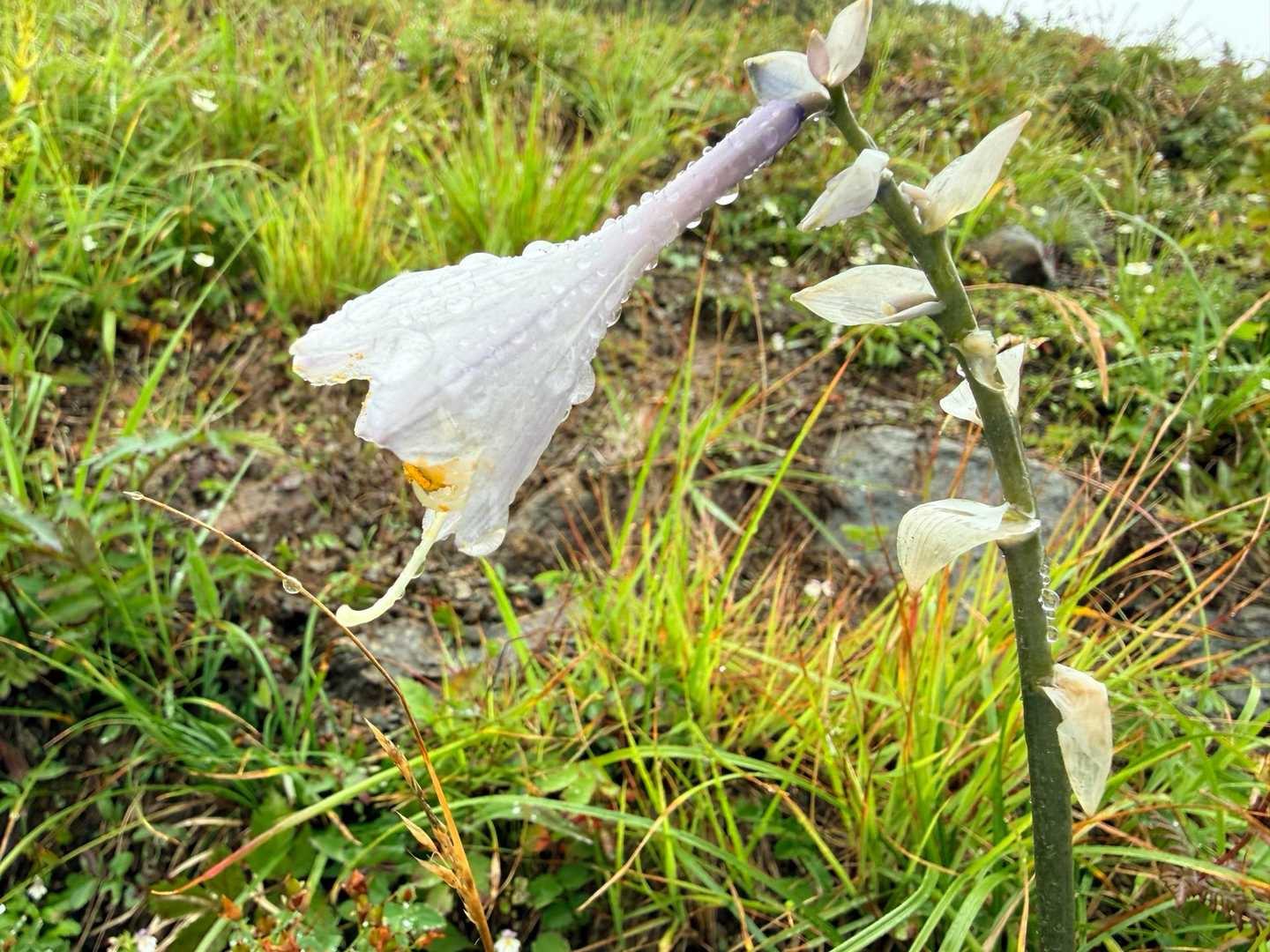 唐松岳・八方尾根の下山中に見つけたオオバギボウシ（2026年9月）