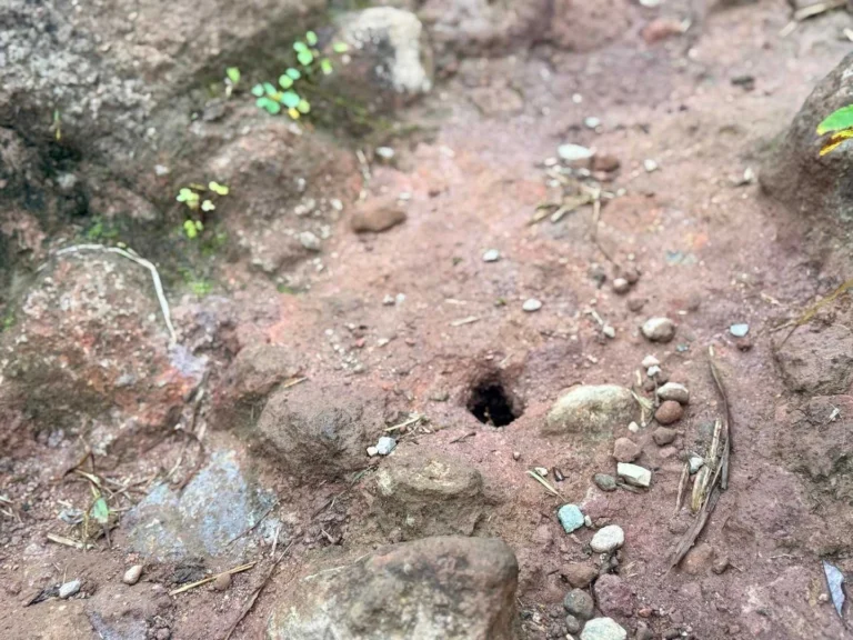 栗駒山・須川コースと産沼コース 少し歩くと、地面にこんな感じの穴が空いている