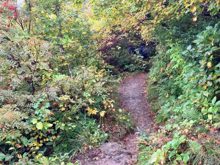 栗駒山・須川コースと産沼コース こんな感じの登山道を歩いていく