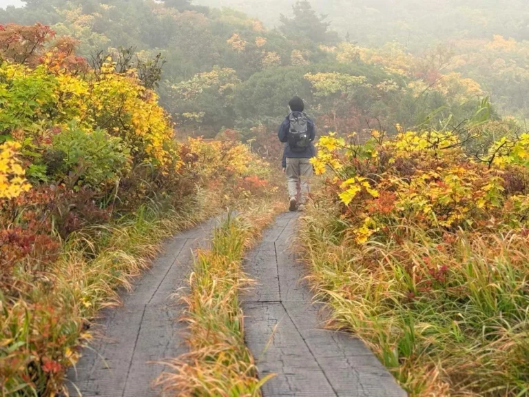 栗駒山・須川コースと産沼コース 周囲は霧が濃いけど、木道横の木々の色づきが美しい