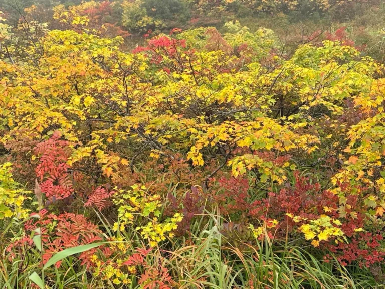 栗駒山・須川コースと産沼コース 何枚も写真を撮ってしまう