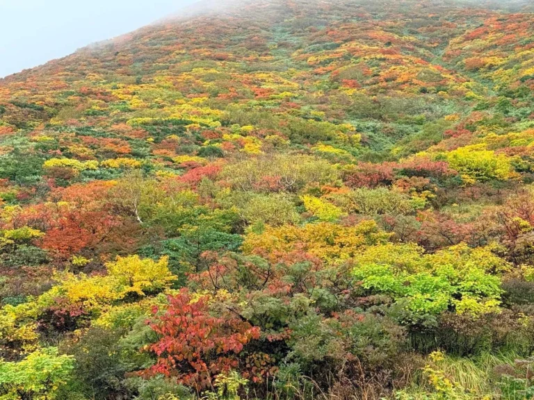 栗駒山・須川コースと産沼コース 紅葉のパッチワーク🍁
