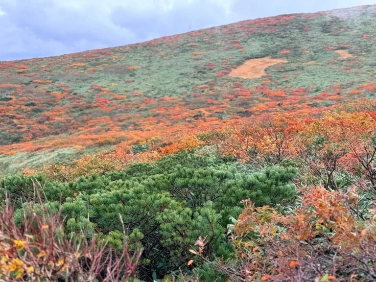 栗駒山・須川コースと産沼コース 天狗原周辺の紅葉🍁
