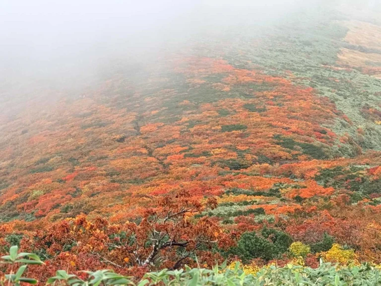 栗駒山・須川コースと産沼コース 降りてきた道を振り返る