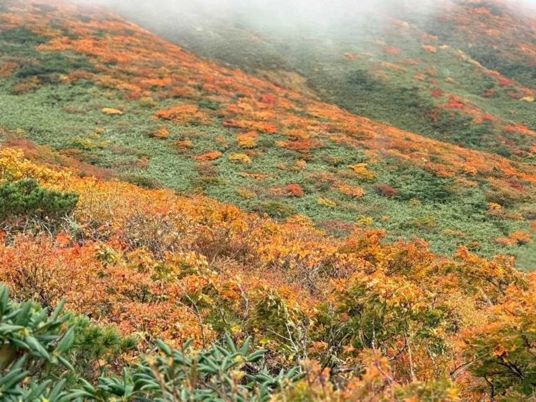 栗駒山・須川コースと産沼コース 山肌が美しい😍