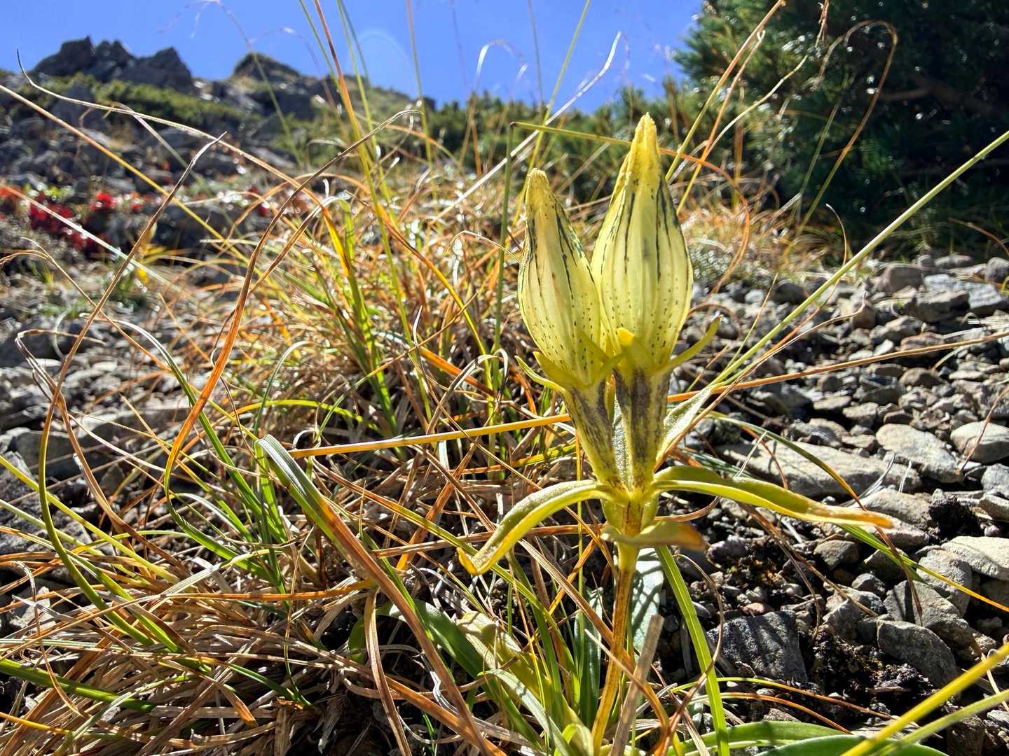 仙丈ヶ岳・北沢峠ルートの高山植物のラストバッター・トウヤクリンドウ（2026年9月）