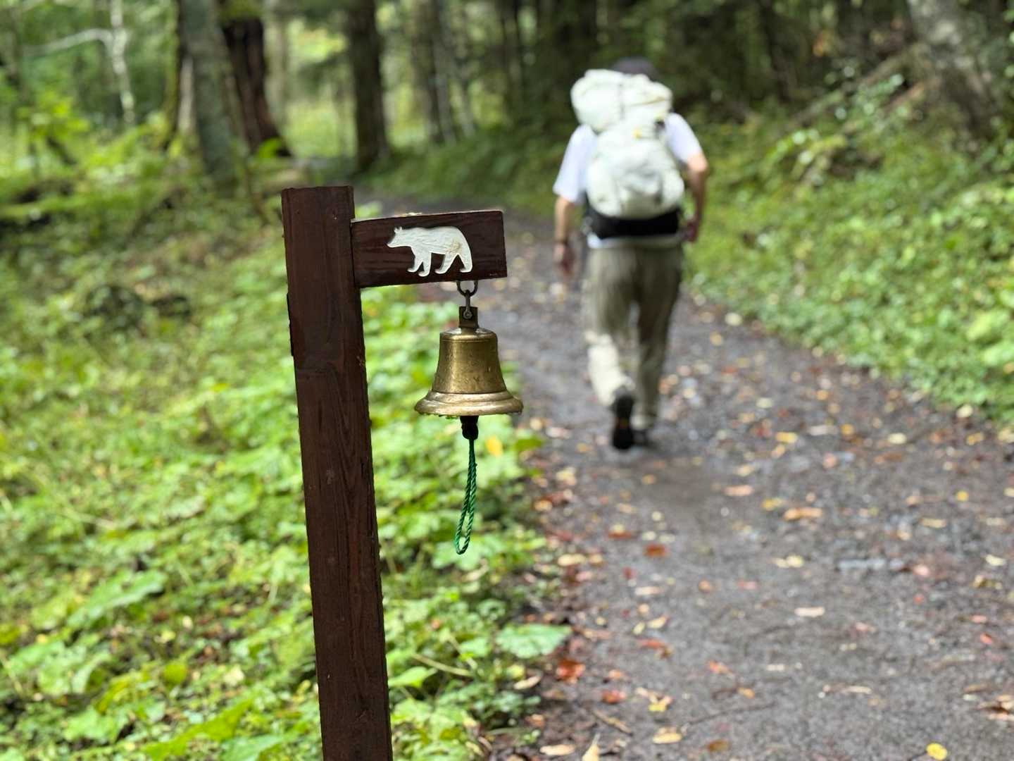 槍ヶ岳への山行で撮影した登山道のクマベル