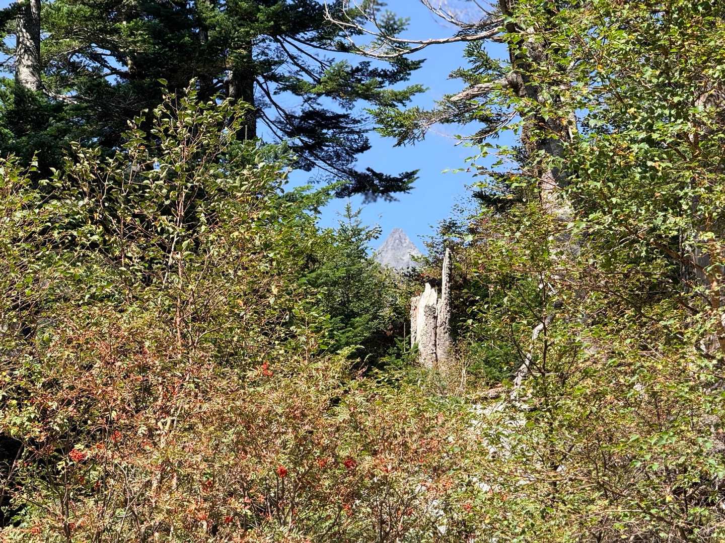 槍沢ロッヂを出発して木々の間から見えた槍ヶ岳の穂先