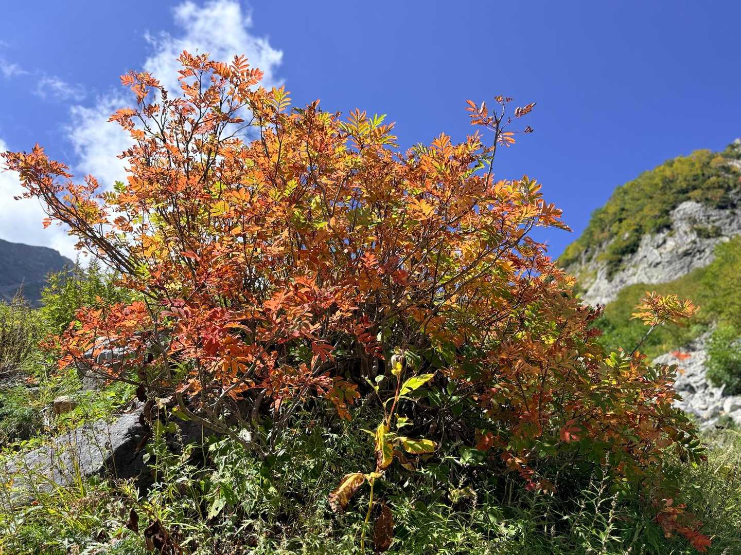 槍ヶ岳山行・ここのナナカマドは一足早く紅葉🍁