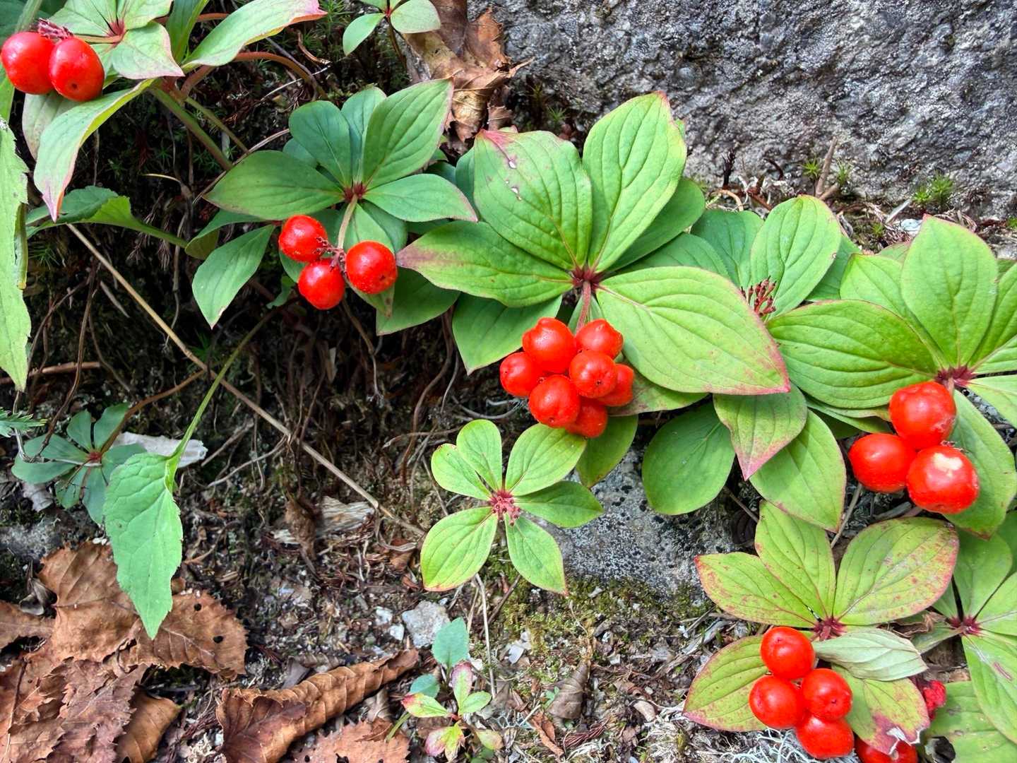 槍ヶ岳への山行で撮影したゴゼンタチバナの実