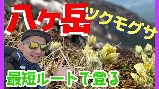 幻の高山植物ツクモグサを探して 八ヶ岳 横岳 杣添尾根 の動画サムネイル