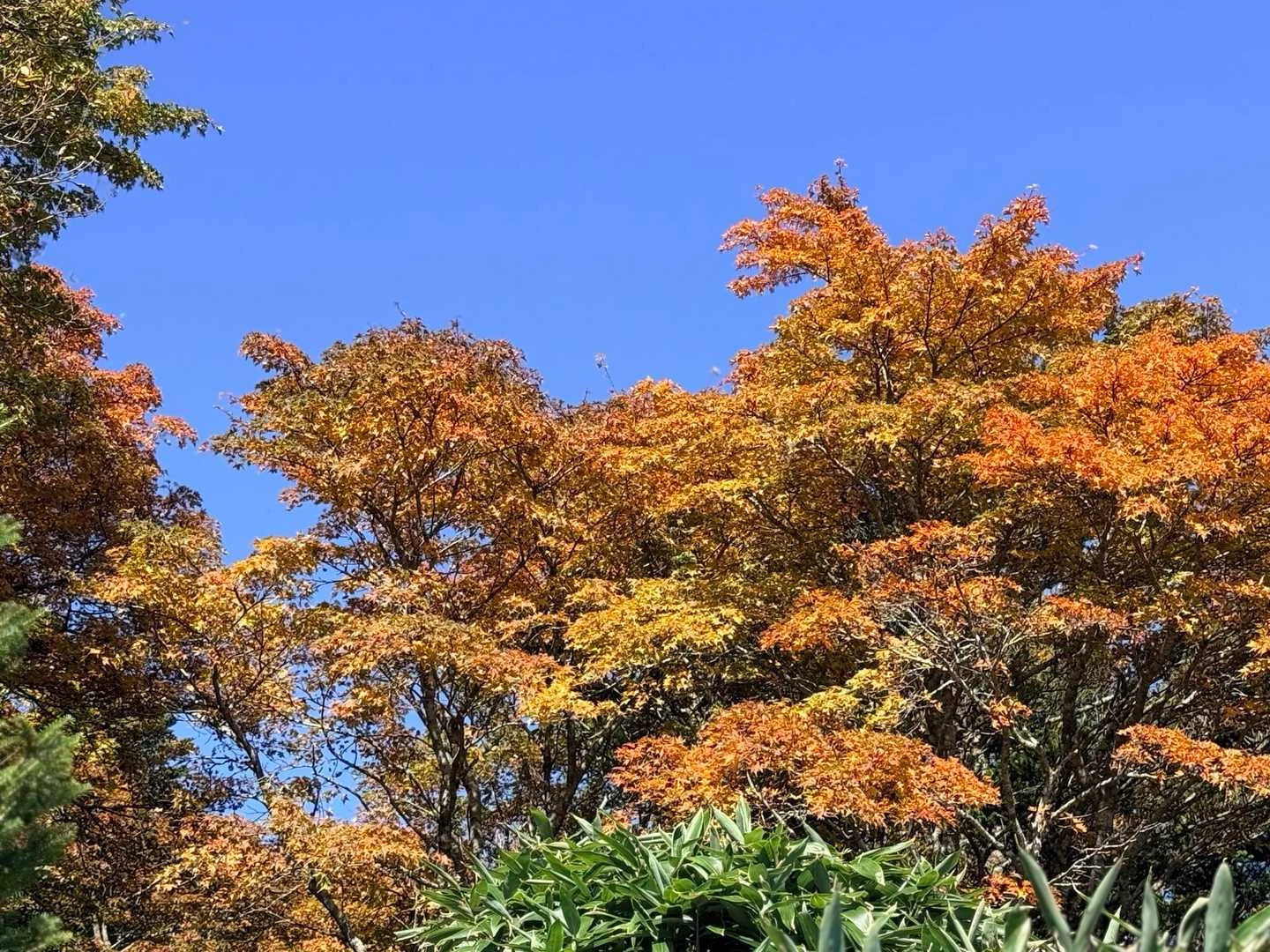 石鎚山・成就社ルート｜青空と紅葉のコントラスト