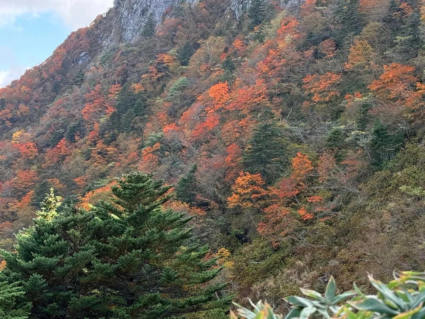 石鎚山・成就社ルート｜迂回路から見る紅葉