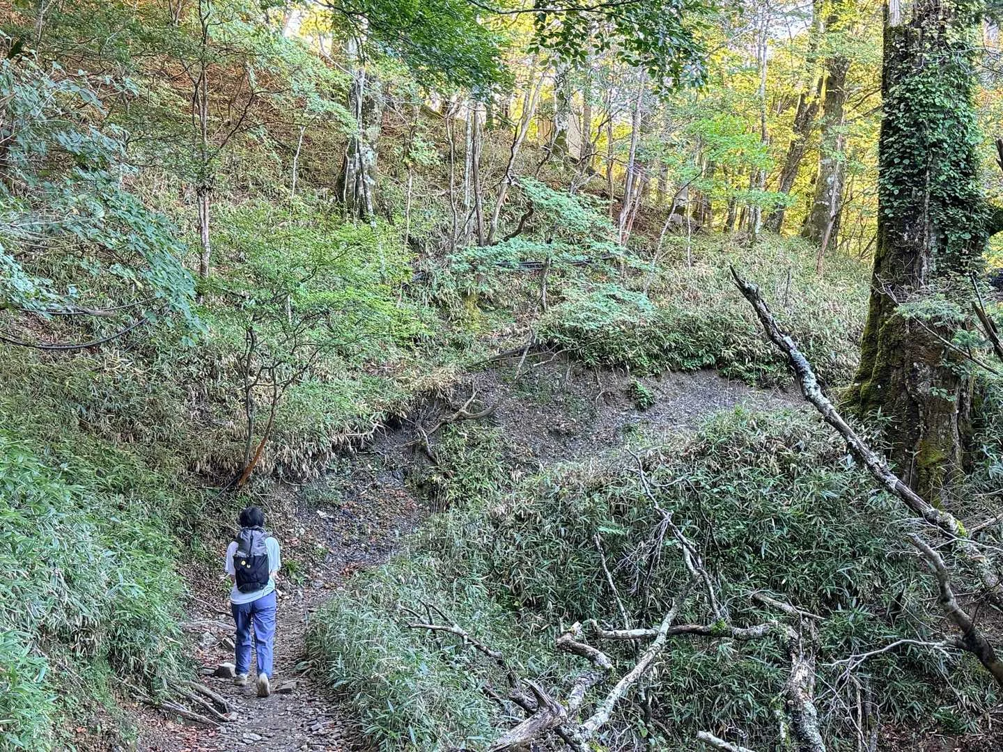 徳島県の剣山・次郎笈登山|登りが始まる