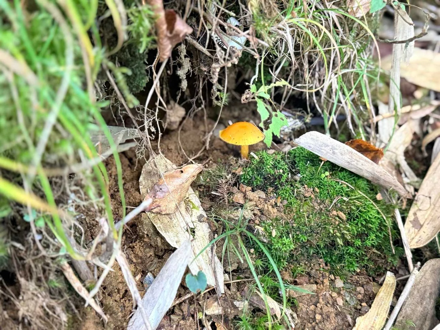 徳島県の剣山・次郎笈登山|黄色いキノコ