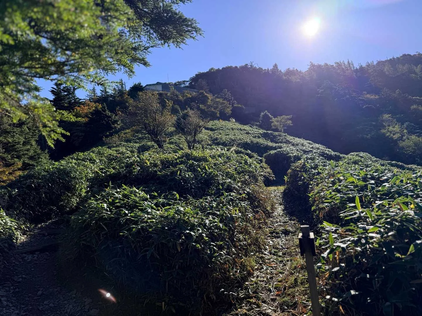 徳島県の剣山・次郎笈登山|笹原のテント場