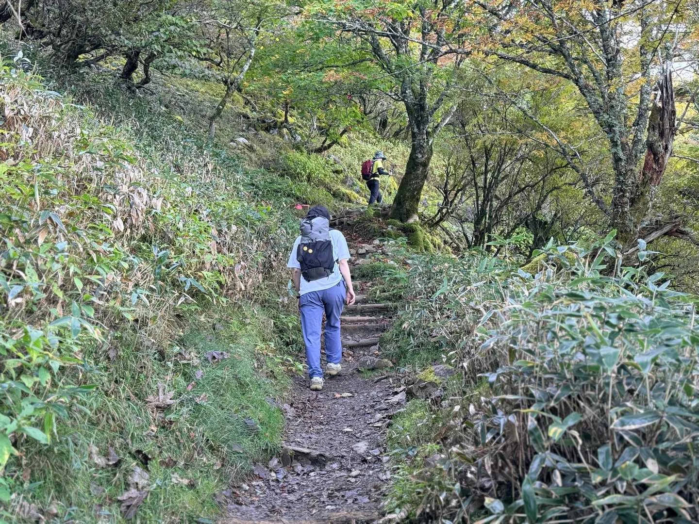 徳島県の剣山・次郎笈登山|笹原を進む道