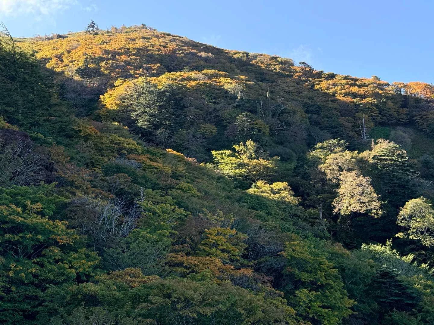 徳島県の剣山・次郎笈登山|色づき始めた斜面