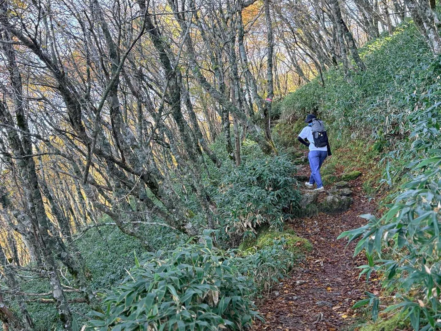 徳島県の剣山・次郎笈登山|濡れた落ち葉