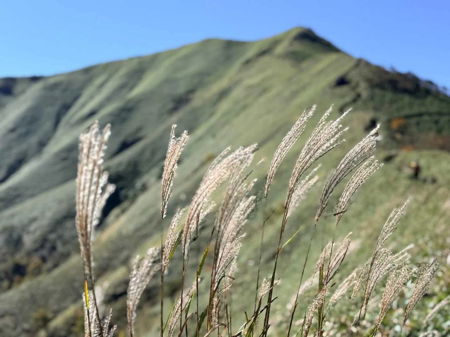 徳島県の剣山・次郎笈登山|ススキと次郎笈
