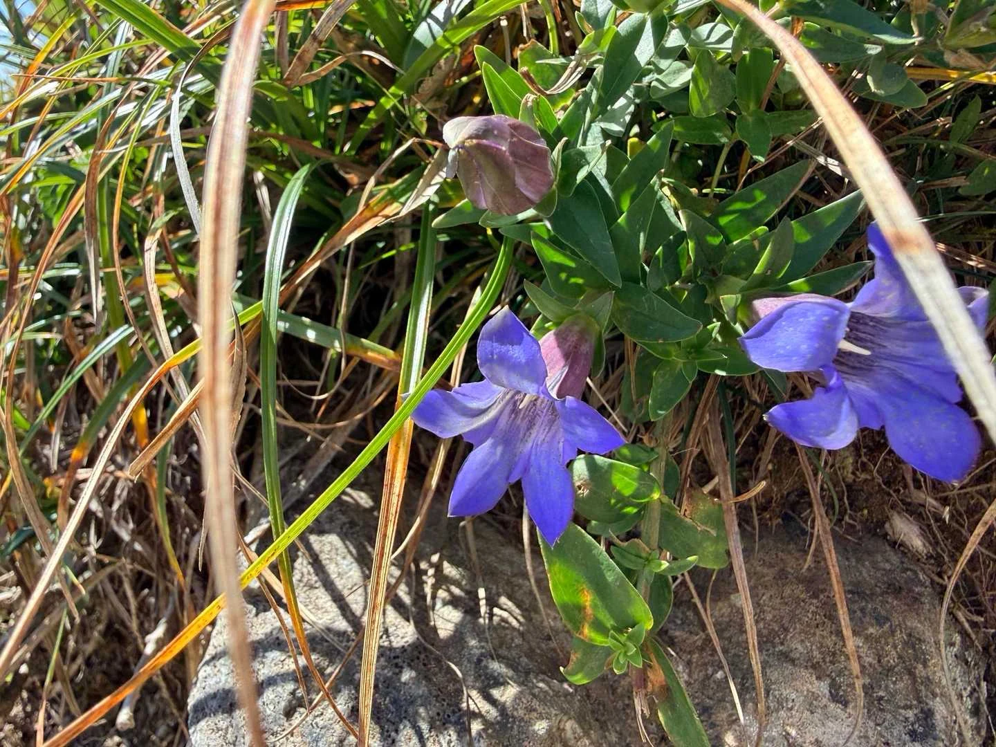 徳島県の剣山・次郎笈登山|稜線に咲くリンドウ