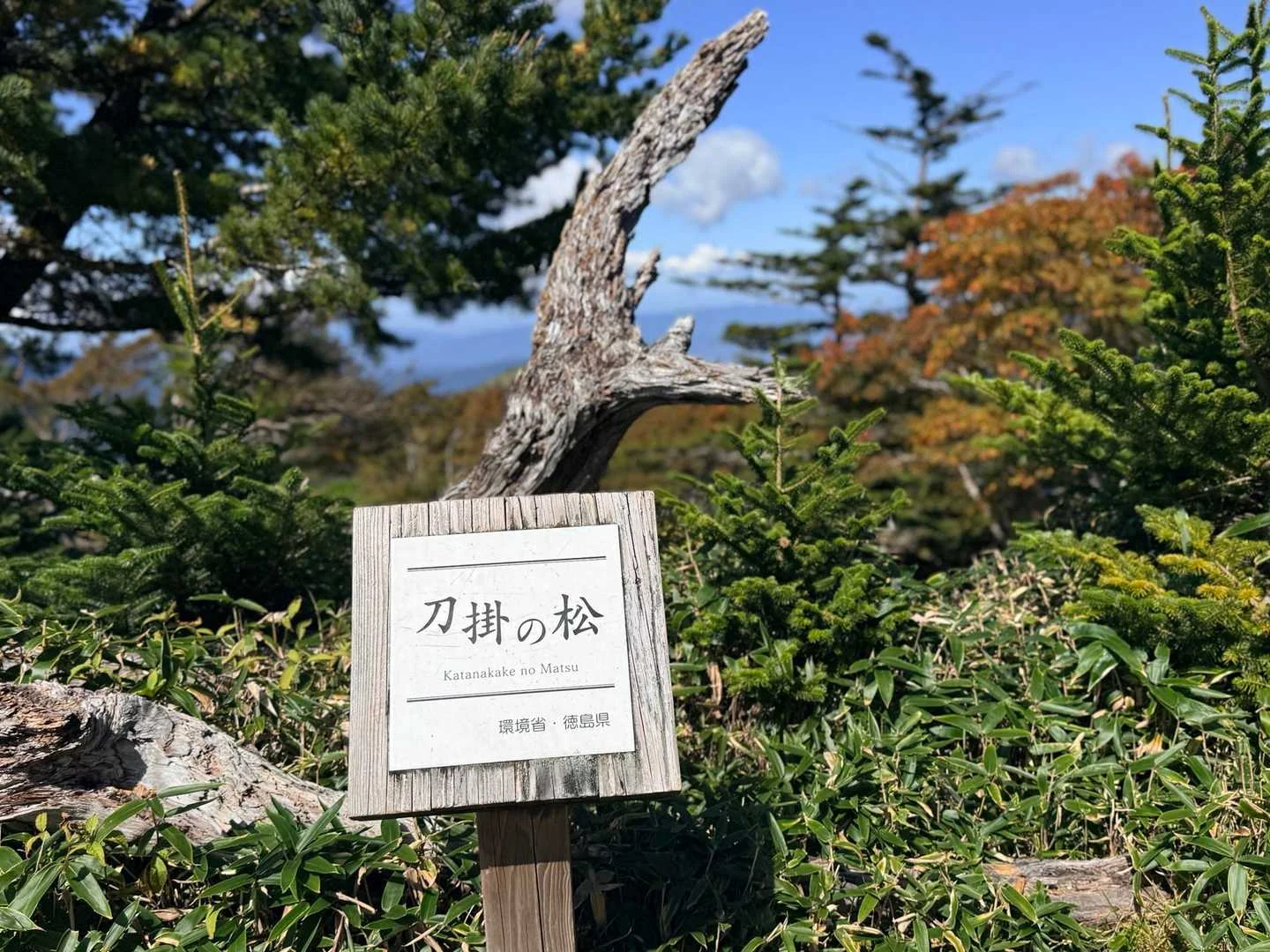 徳島県の剣山・次郎笈登山|刀掛けの松